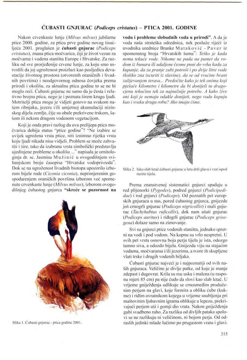 CUBASTI GNJURAC (Podiceps cristatus) - PTICA 2001. GODINE Nakon crvenkaste lunje (Milvus milvus) jubilarne ptice 2000. godine, za pticu prve godine novog tisućljeća 2001.