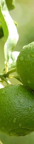 USD / kg USD / kg lime price in mexican domestic market 2014 price was affected by