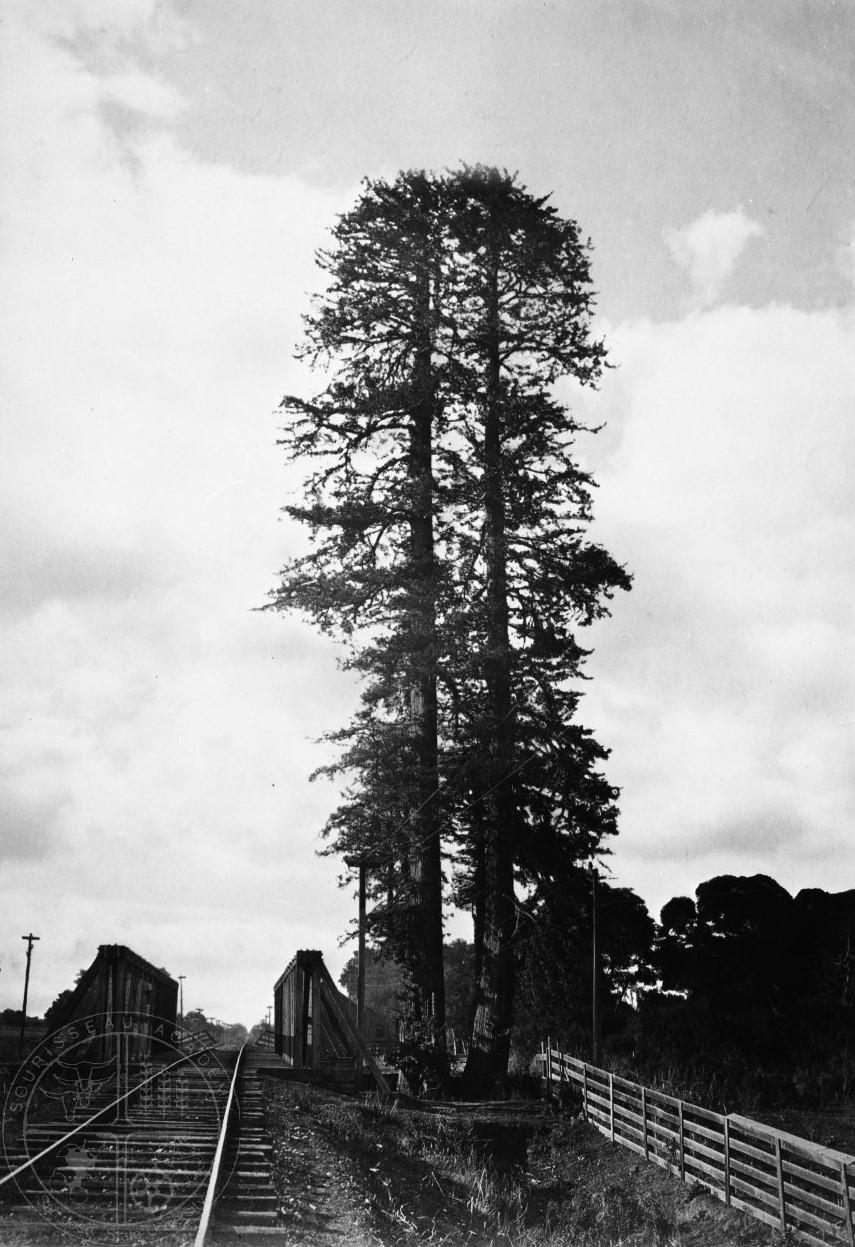 [84] Railroad crossing near El Palo Alto. El Palo Alto - the tall tree - was an early railroad landmark near San Francisquito Creek.