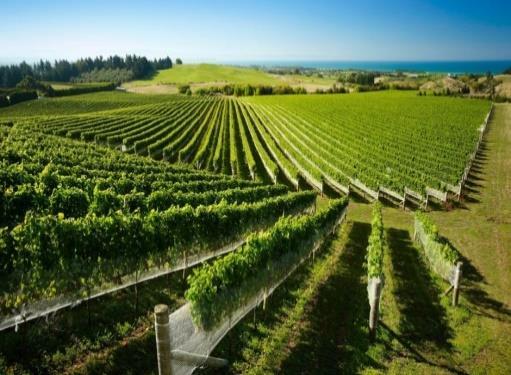Page 12 Day 11 Winery Tour by Bike in the Hawke's Bay incl.
