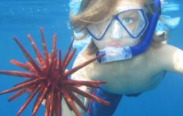 * complimentary resort shuttle Family Snorkel Sail (May through December Only) Offered Sun &