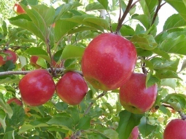 2.2.1. Sorta jabuke Cripps Pink Australska sorta jabuke Cripps Pink (Pink Lady) koju je stvorio John Cripps, nastala je križanjem sorata Golden Delicious i Lady Wiliams 1979. god.