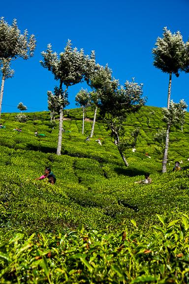 I T I N E R A R Y M U N N A R Day 10 : Munnar Out in the