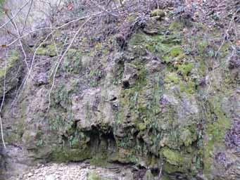 Potok je ob močnem prelomu, na stiku med apnenci na desni strani - spodnjekredni, skladoviti, mikritni, ploščasti apnenec (K 1 2,3, del aptija, barremij in hauterivij, od 120 do 132,9 milijona let),