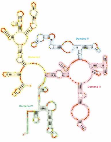 8 Molekularna biologija Nov pogled na raka: vloga dolgih nekodirajočih molekul RNA Proteus 78/1 September 2015 Nov pogled na raka: vloga dolgih nekodirajočih molekul RNA Molekularna biologija 9