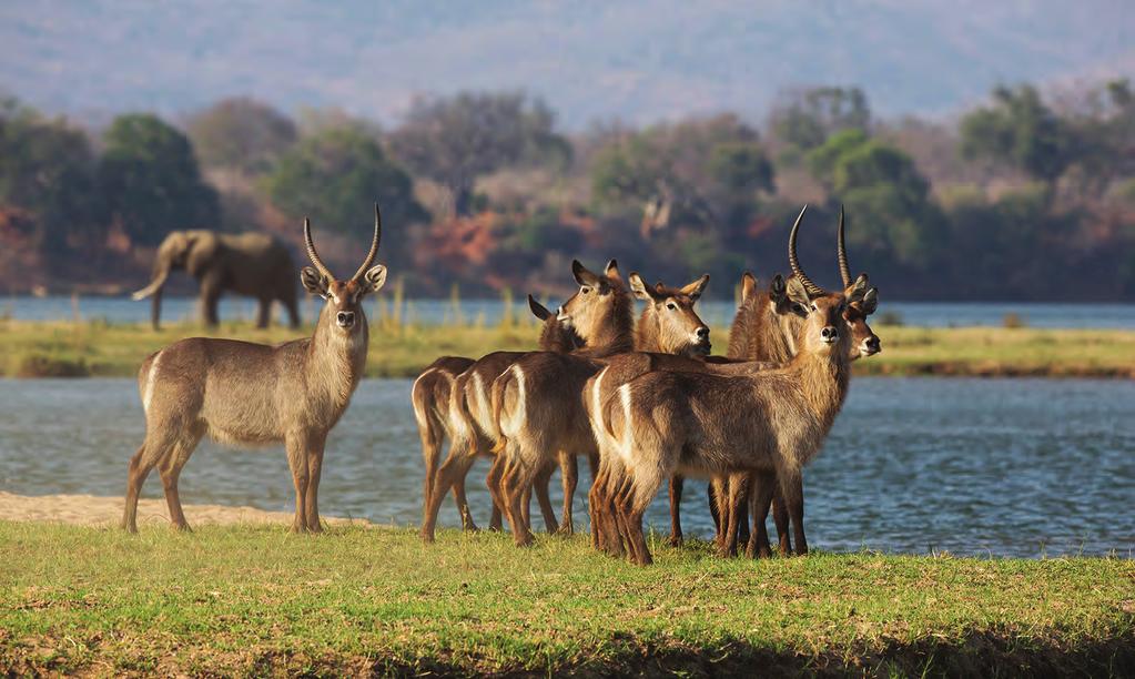 15 Lower Zambezi-Mana Pools Transfrontier Conservation Area COUNTRIES AREA STATUS Zambia, Zimbabwe 17,745 km² Category C: Conceptual TFCA A landscape strewn with the cast-off remnants of a ponderous