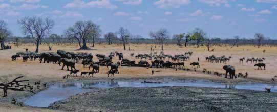 Named after the founder of Hwange National Park and its first warden, Ted