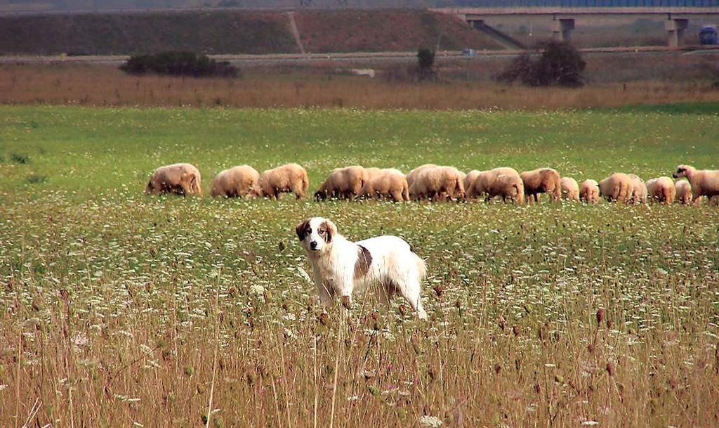 Pas tornjak `ivi sa stadom (foto: DZZP) Posebna briga vodi se o autohtonim pasminama pasa.