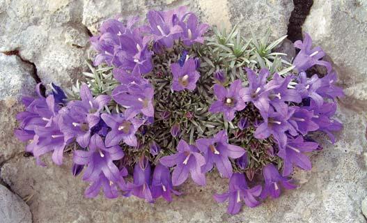 FLORA Prema dostupnim podacima hrvatska flora broji 8582 svojte, a prema nekim procjenama ona se`e i do 10.000.