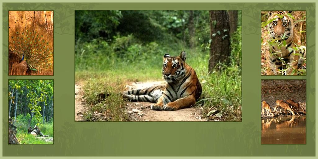 Kanha National Park is one of Asia's largest and finest protected wildlife sanctuaries. In 1973, Kanha was declared as one of the nine original Tiger Reserves under Project Tiger in India.