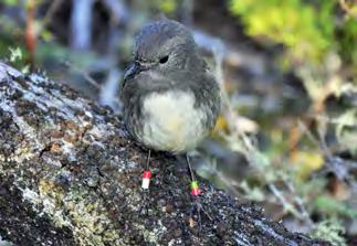 December, 2017 Abel Tasman Birdsong Trust Location: Abel Tasman National Park Supplemental feeding for kaka Contact: Abby Butler Email: atbirdsong1@gmail.com Phone: 027 3408939 www.abeltasmanbirdsong.