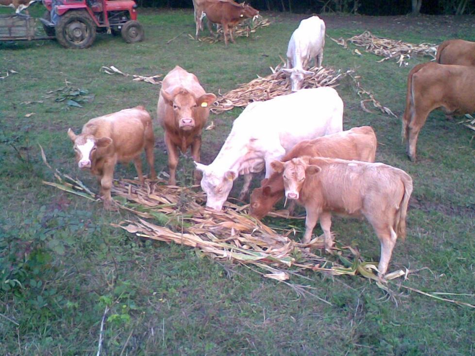3. Mesne pasmine goveda U našoj zemlji nema značajnijeg uzgoja odnosno sustava mesnog govedarstva.