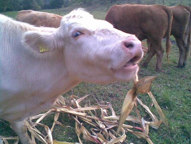 4. Sustav krava-tele na OPG-u Safundžić OPG Safundžić se nalazi u selu Brčinu u Brodsko-posavskoj županiji.