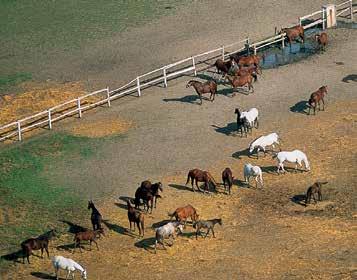 horse-breeding stable has a tradition longer than two centuries.