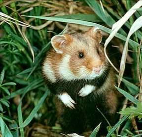 MAŠINSKI Terestrična fauna Mammalia (sisari). U selima oko TE Drmno među sisarskim taksonima dominiraju sinantropne vrste Mus domesticus-domaći miš i Rattus norvegicus-sivi pacov.