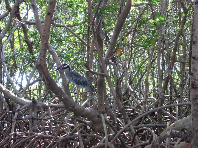 These launches also offer access to Indian Key, part of the Pinellas National Wildlife Refuge, where you can paddle through the mangroves and observe the mangrove crabs and numerous varieties of