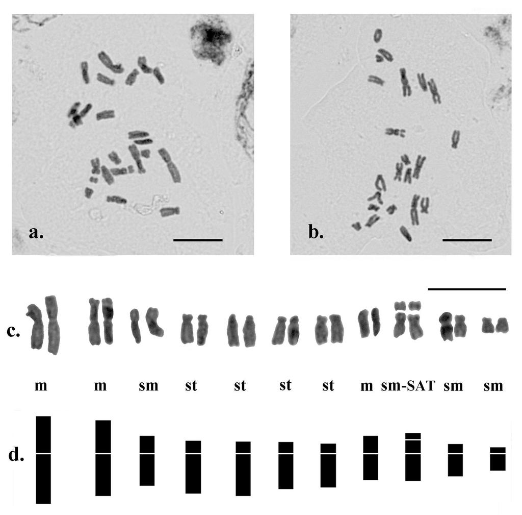 Flora Mediterranea 20 2010 279 Fig. 1. a & b, Microphotographs of mitotic metaphase plates, c, karyogram and d, idiogram of Crocus laevigatus, 2n = 22. Scale bars = 10 μm.