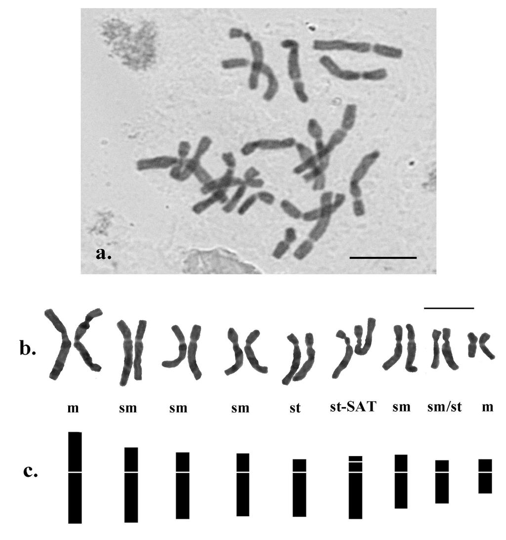 Flora Mediterranea 20 2010 281 Fig. 3. a, Microphotograph of mitotic metaphase plate, b, karyogram and c, idiogram of Ornithogalum sibthorpii, 2n = 18. Scale bars = 10 μm. 1731. Ophrys fusca L.