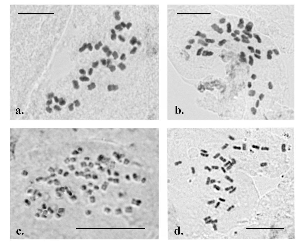 Flora Mediterranea 20 2010 283 Fig. 4. Microphotographs of mitotic metaphase plates of: a, Ophrys fusca, 2n = 36; b, Barlia robertiana, 2n = 36; c, Cyclamen graecum, 2n 80 and d, C.