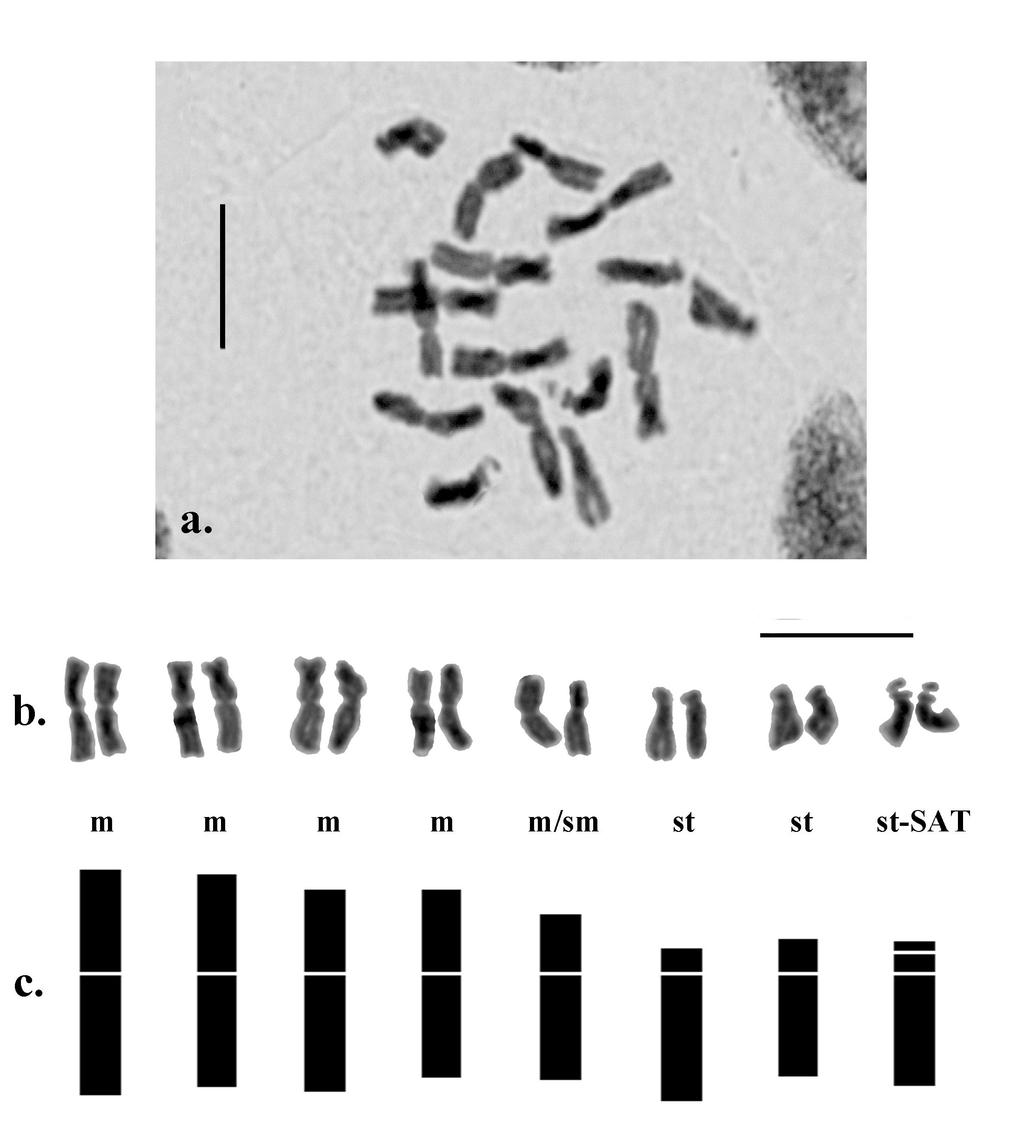 284 Kamari, Blanché & Siljak-Yakovlev: Mediterranean chromosome number reports 20 Fig. 5. a, Microphotograph of mitotic metaphase plate, b, karyogram and c, idiogram of Anemone pavonina, 2n = 16.