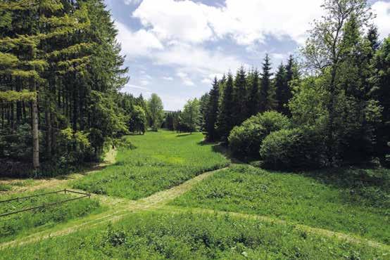 There are well maintained conifer and broadleaf stands, areas with strong conservation interests, carpets of bluebells and garlic in the spring, and a large variety of other wildflowers.