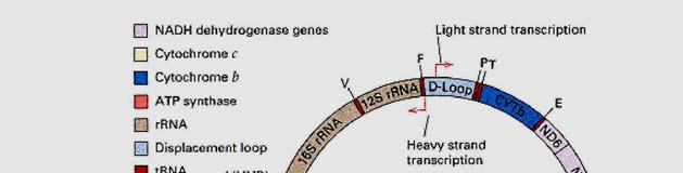254 - mtdna của người rất ít dư thừa Phiên mã của sợi nhẹ Phiên mã của sợi nặng Những trình tự đơn mã hóa cho amino acid trên trna mtdna của người Kết quả đột biến trna Lys ở vùng MERRF Hình 9.