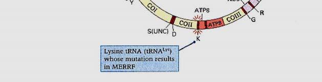 Bộ gene này ở dạng DNA vòng tròn, thường dài hơn DNA của ty thể 8-9 lần.