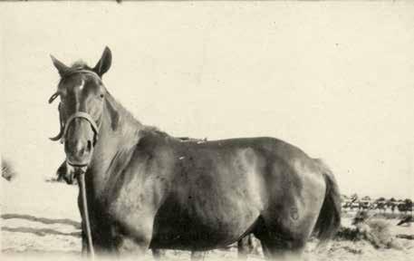 John s horse Dodger photographed in August 1917 at Marakeb.