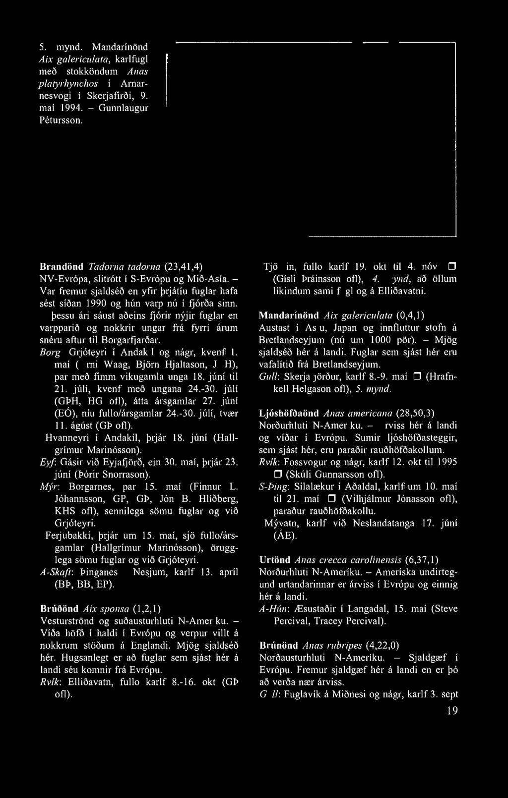 5. mynd. Mandarínönd Aix galericulata, karlfugl með stokköndum Anas platyrhynchos í Arnarnesvogi í Skerjafirði, 9. maí 1994. - Gunnlaugur Pétursson.