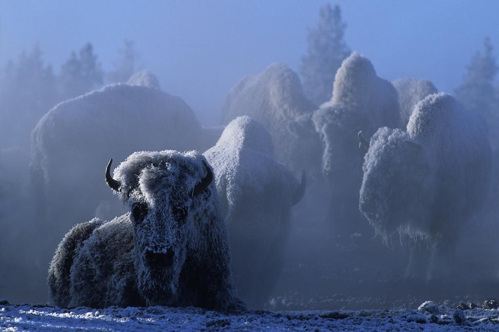 Draw on Tom Murphy s 40 years of exploring Yellowstone in every season to create photographic stories of winter survival that leave your audience speechless.