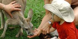 Australia Zoo Located an hour north of Brisbane, on Queensland's Sunshine Coast, Australia Zoo is a team of passionate conservationists working around-the-clock to deliver an animal experience like