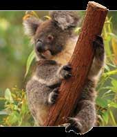 Koala Conservation Centre, we'll see cute koalas from tree top boardwalks Look for our