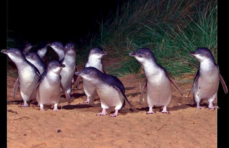 Watch them cross the beach, waddle their way past you and under elevated boardwalks to