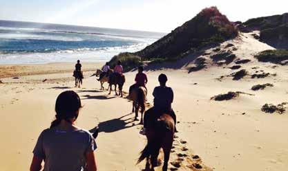 Heavenly Stables provides scenic two to two and a half hour beach rides through the Sardinia Bay Nature Reserve onto Sardinia Bay beach and back again.