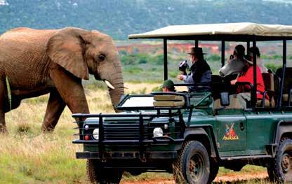 Pass holders receive a 15% discount on a full-day safari Amakhala Game Drive - Hlosi Game Lodge Enjoy a three hour game drive and delicious lunch in the Amakhala Game Reserve at Hlosi Game Lodge,