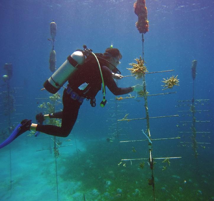 CORAL CONSERVATION Join our Conservation Team.