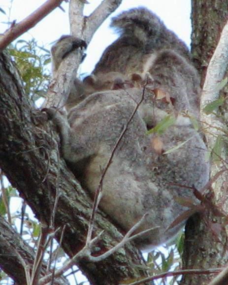 KOALA MONITORING RESULTS KOALA SIGHTINGS Koalas sightings from transect searches: 1 x AF with a back young + 1 x S-AM in 2005 2 x AF in 2007 2 x AF +