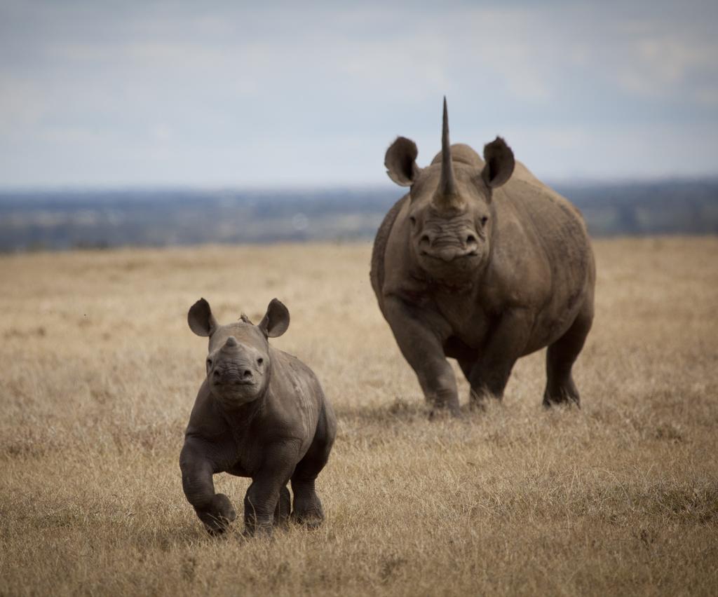 Australian Rhino Project