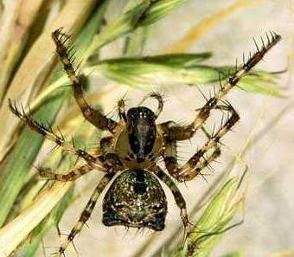 36. FAMILY MIMETIDAE 501 The family Mimetidae is a small family represented by 12 genera that occur worldwide. From South Africa 2 genera represented by 4 endemic species. Common name: pirate spiders.