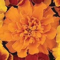 Marigold Bonanza Orange 4½-6½ m
