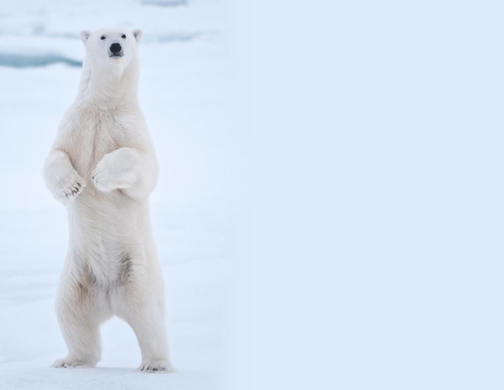 Please sponsor our Inaugural Gala, the Polar Bear Affair, to support Polar Bears International s work in Canada.