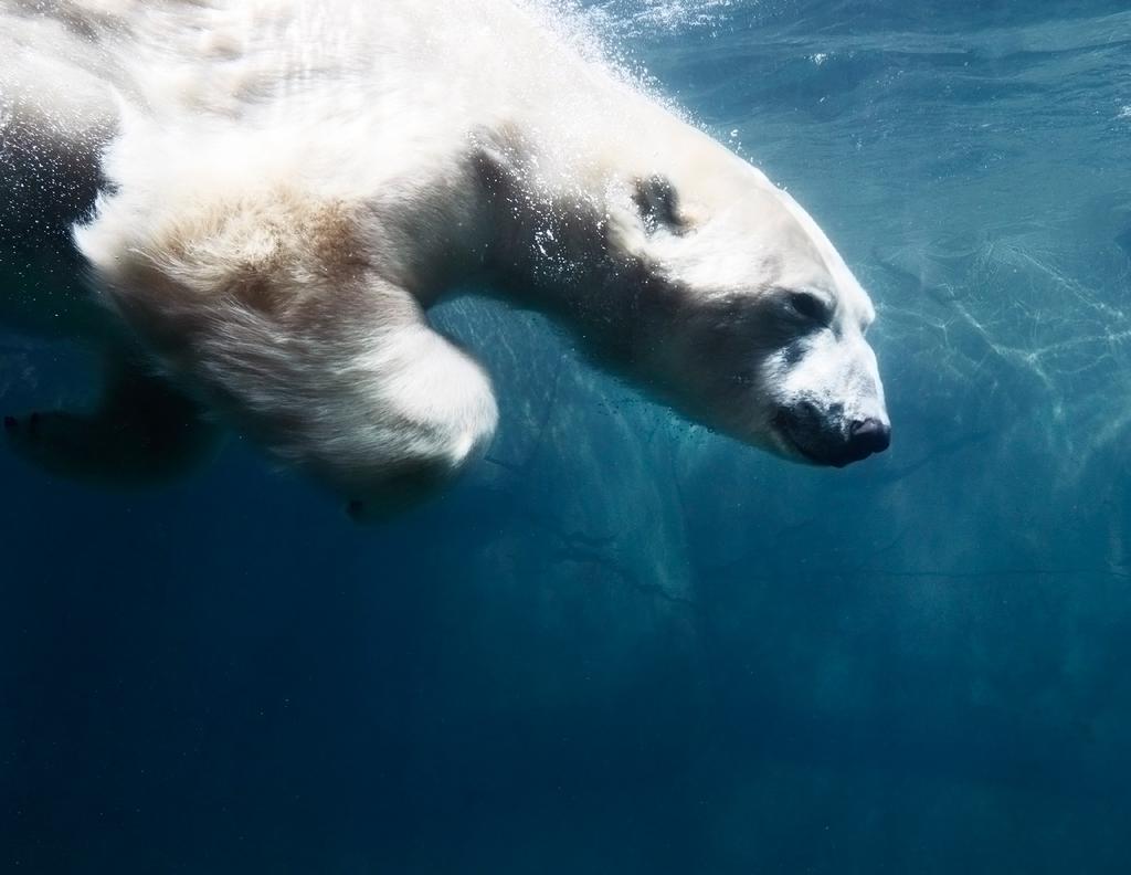 BE A POLAR BEAR CHAMPION Help Polar Bears