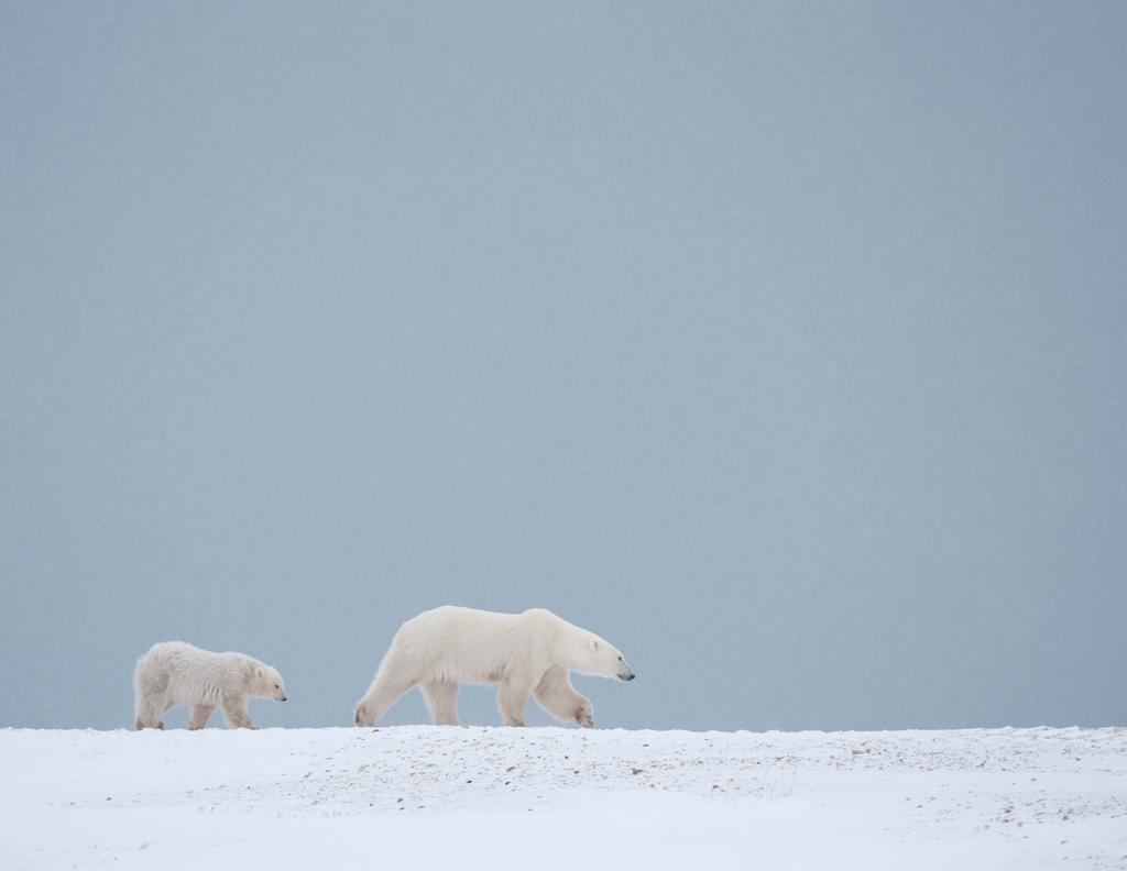 FUND GROUND-BREAKING RESEARCH on polar bears needs unlocking vital clues in the race to ensure their survival.