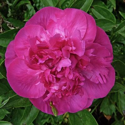 EARLY SCOUT FERNLEAF PEONY Paeonia Early Scout Ht. 30-36 Wt.