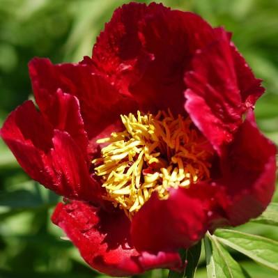 dissected leaves. One of the earliest peonies to bloom. Deer resistant. Zone 3 (#5177- #2 cont.
