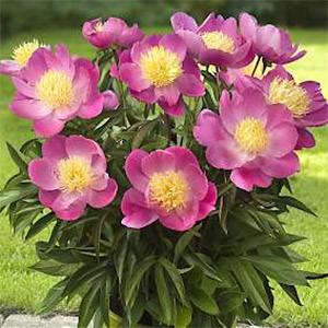 24-36 - Pink Flower - Full Sun Double, salmon-pink blooms are
