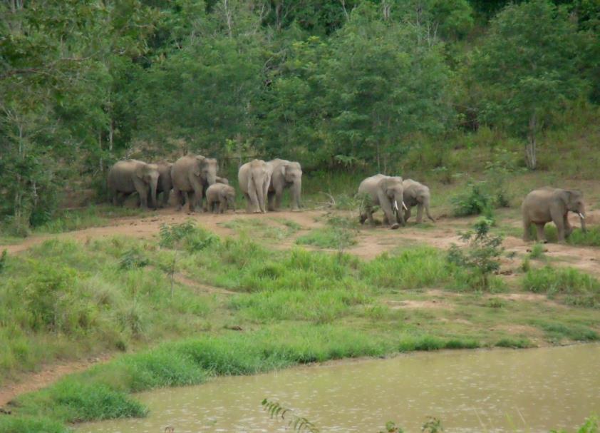 Kui Buri National Park 12 families/230 elephants roam in the wild of Kui Buri