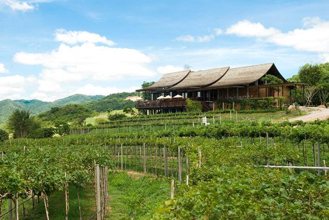 Hua Hin Hills Vineyard Most likely you skeptical about Thai Wines or Vineyards. You shouldn't be! In the deep Hills of Hua Hin you will find breathtaking scenery of the vineyard.