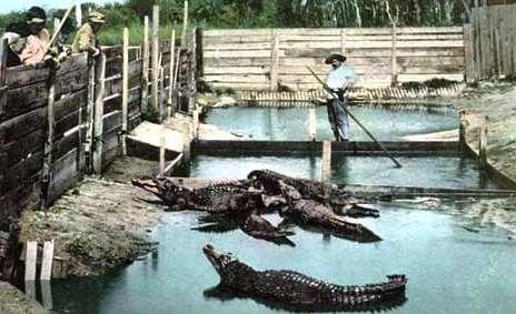 Alligator Joe s Farm