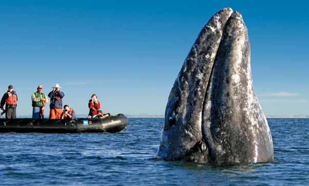 BAJA CALIFORNIA & THE SEA OF CORTEZ: AMONG THE GREAT WHALES 8 DAYS/7 NIGHTS ABOARD NATIONAL GEOGRAPHIC SEA LION The gray whales winter in Bahía Magdalena before migrating north to the Bering and